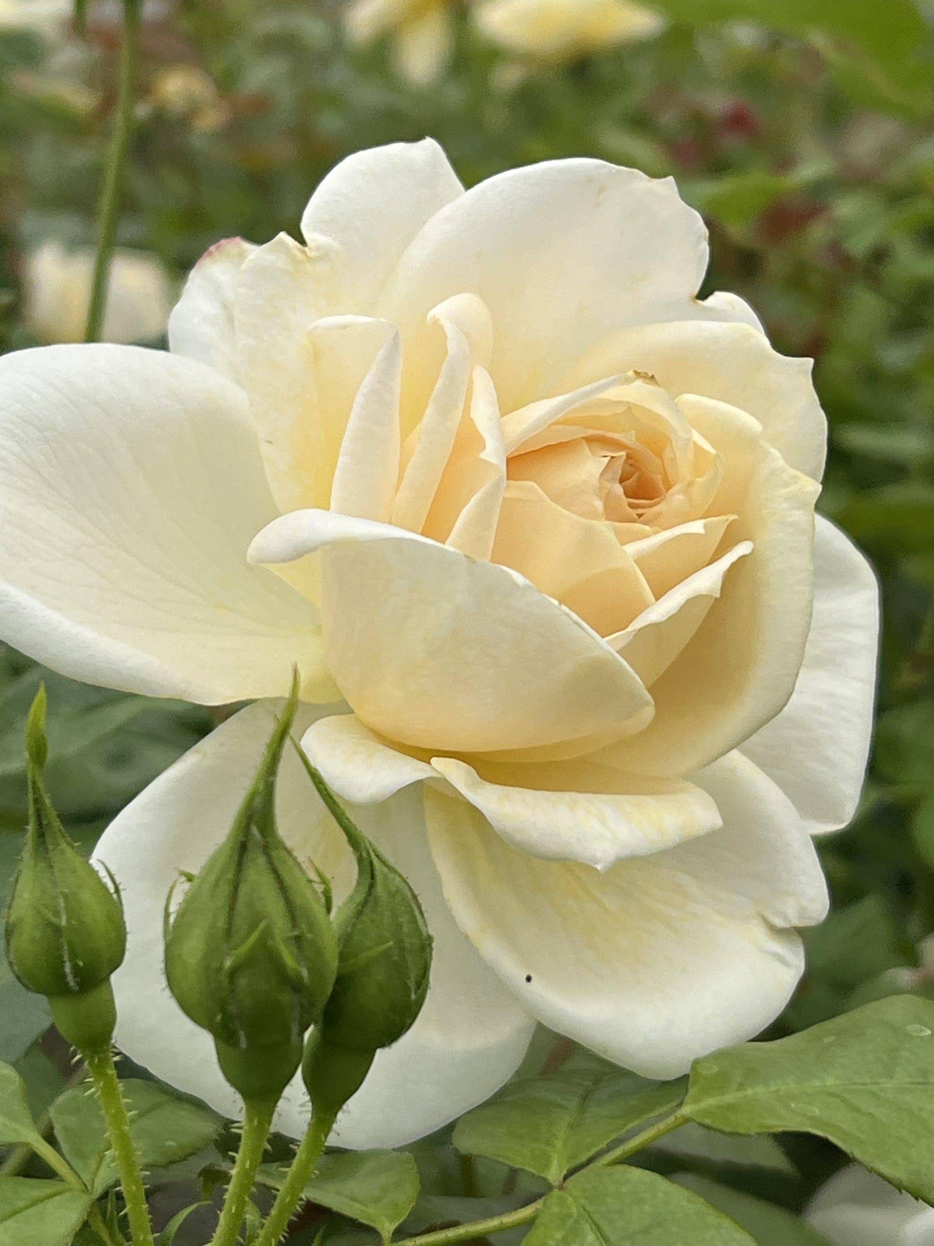Lions Rose
