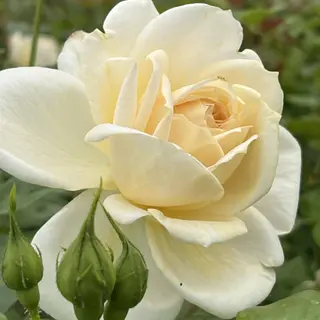Lions Rose