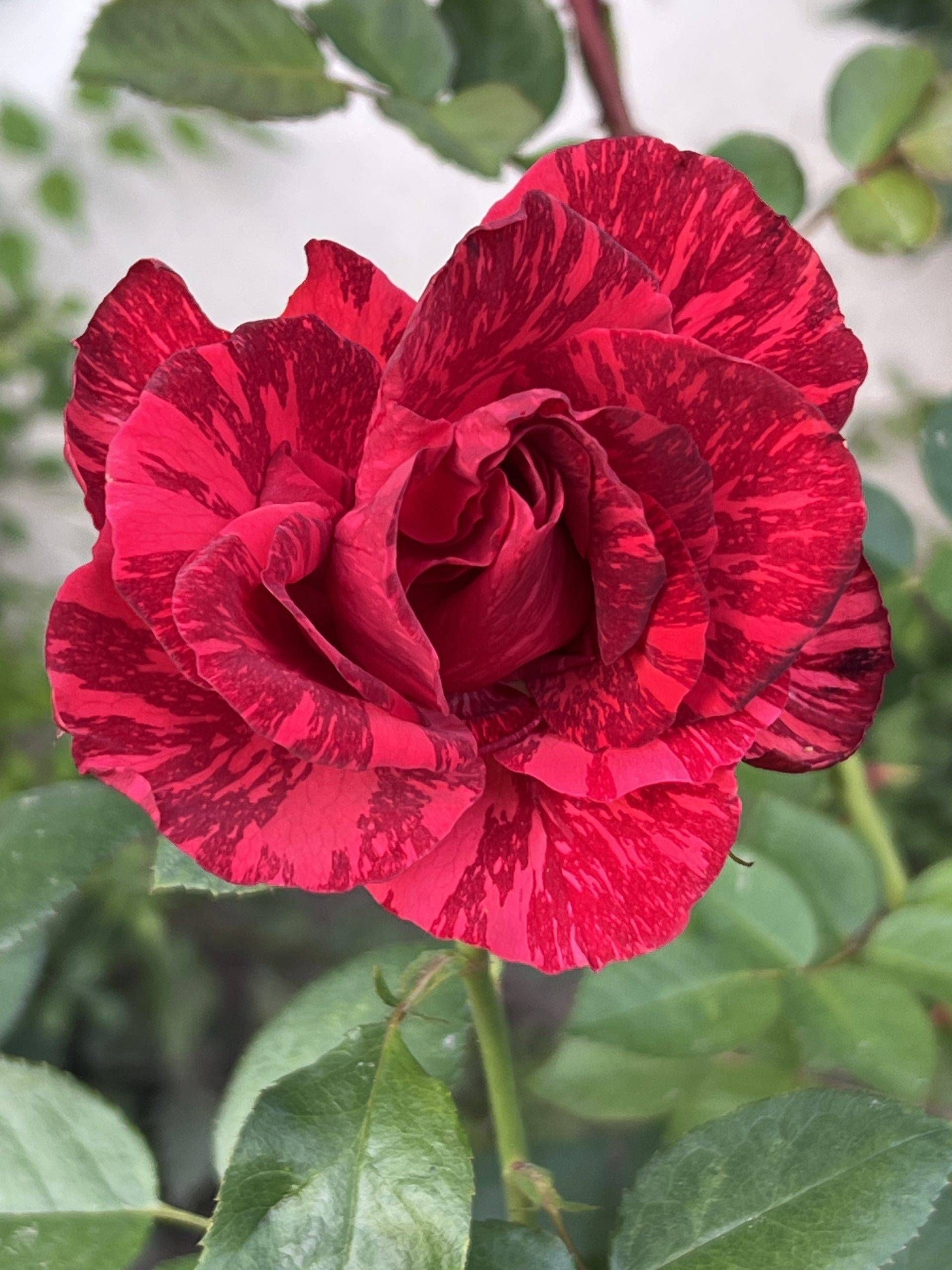 Red Intuition