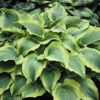 Hosta Atlantis
