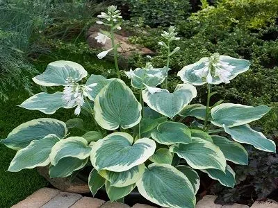 Hosta 'AMERICAN HALO'