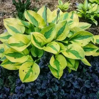 Hosta Glad Rags