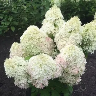 Living Royal Flower