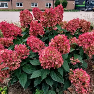Bonfire Hydrangea paniculata