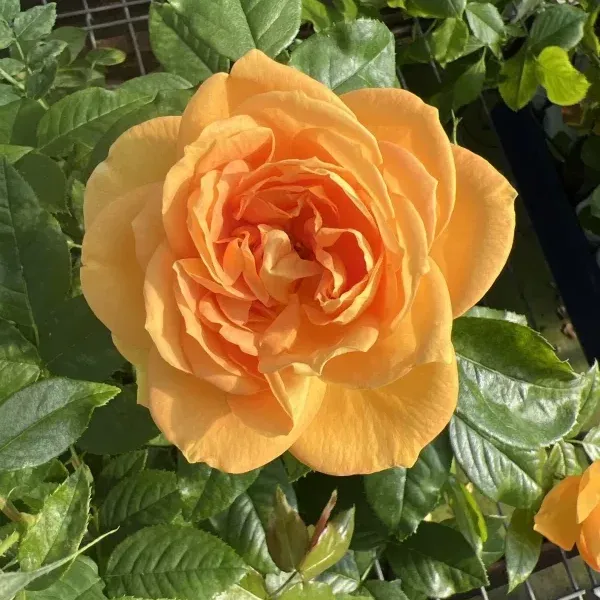 Bernstein Rose