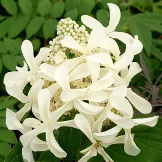 Great Star