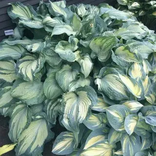 Hosta Guardian Angel