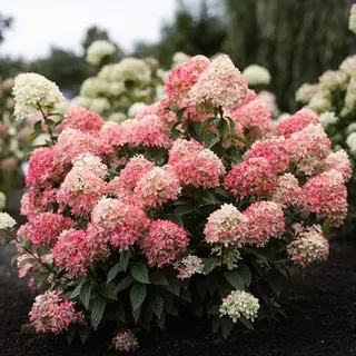 Living Little Love Hydrangea paniculata