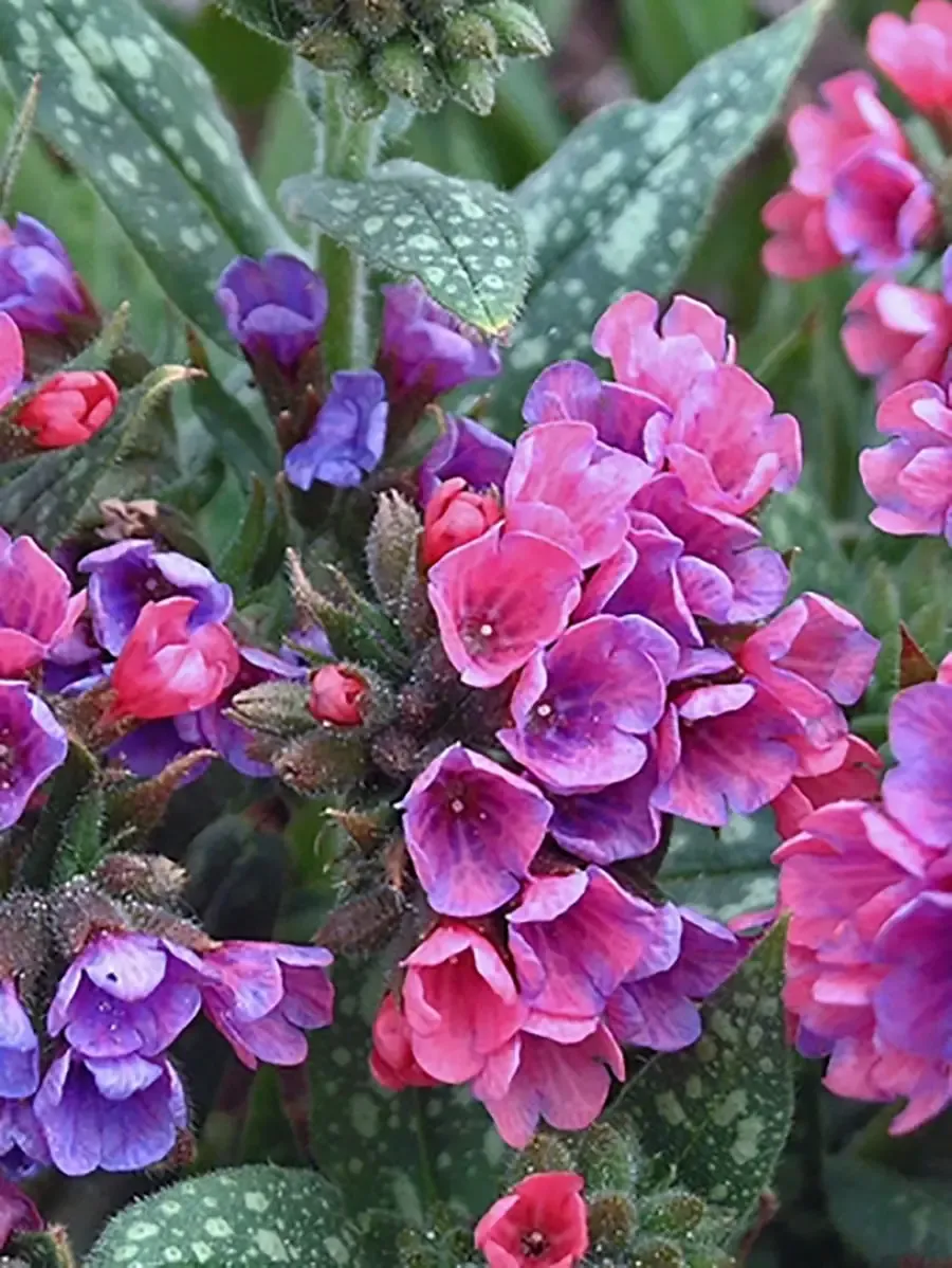 Lakacis - Pulmonaria Raspberry Splash