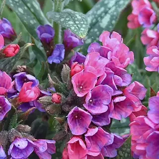 Lakacis - Pulmonaria Raspberry Splash
