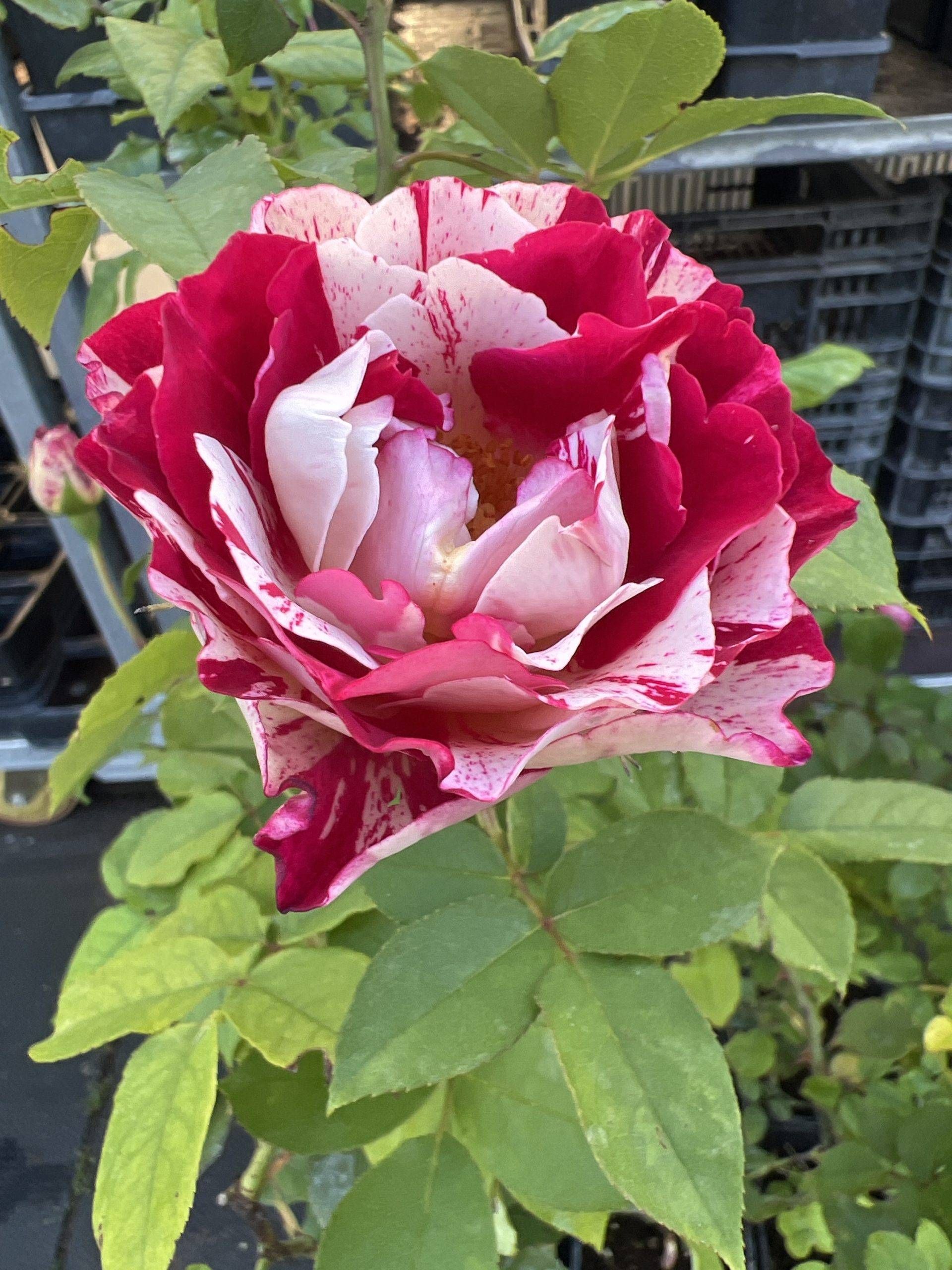 Belle de Segosa — 2. fotogrāfija