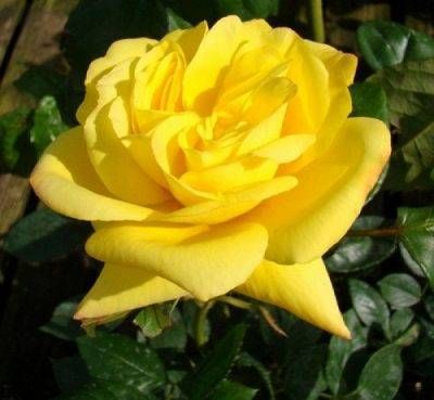 Top Rose