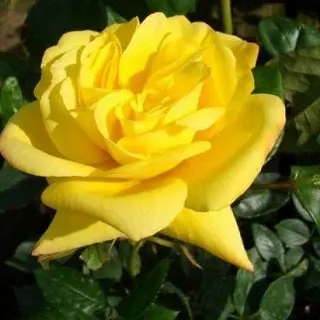 Top Rose