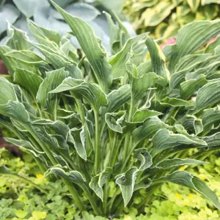 Hosta ‘Praying Hands’
