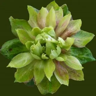 Viridiflora