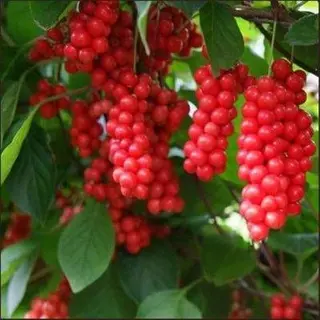 Citronliāna