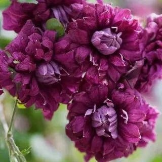 Purpurea Plena Elegans