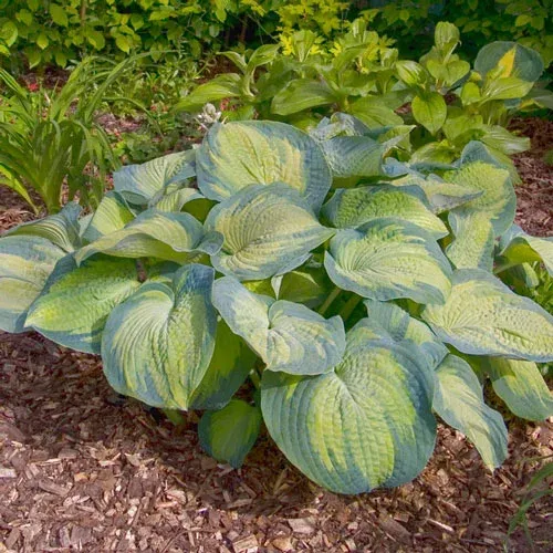 Hosta Margies Angel