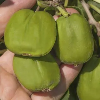 Asā aktinīdija "Chang Bai Giant" (sievišķais)