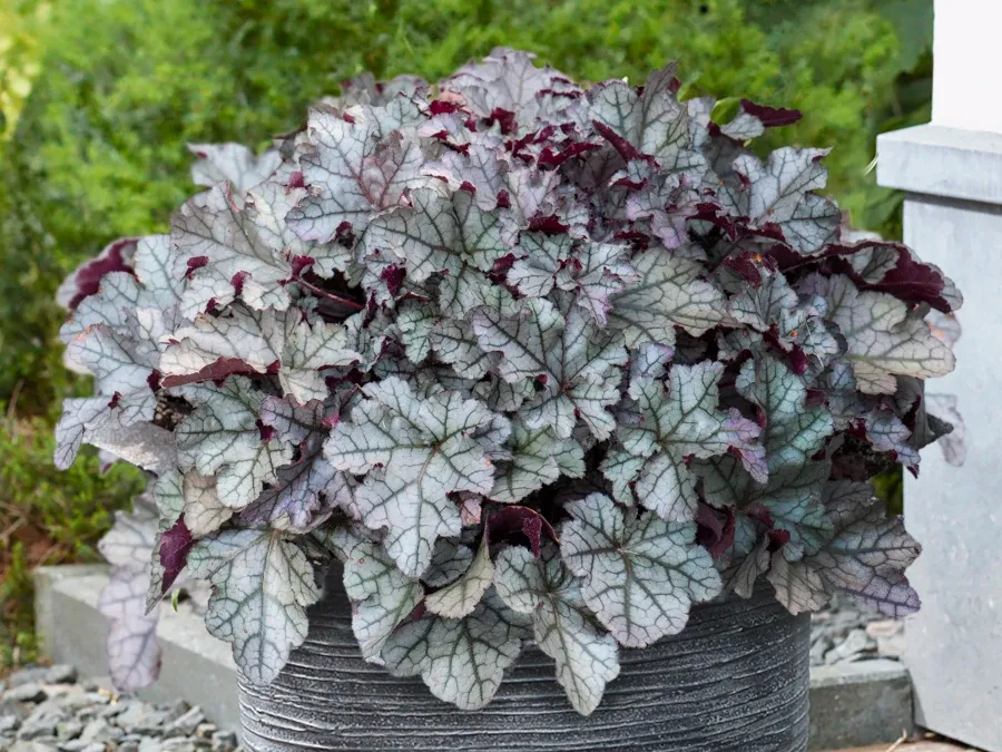 Heihēra 'Rex Silver'