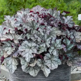 Heihēra 'Rex Silver'