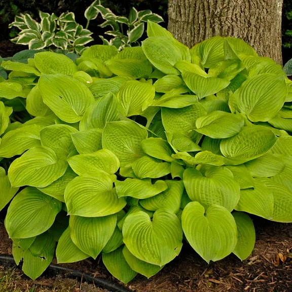 Hosta 'August Moon' — 2. fotogrāfija