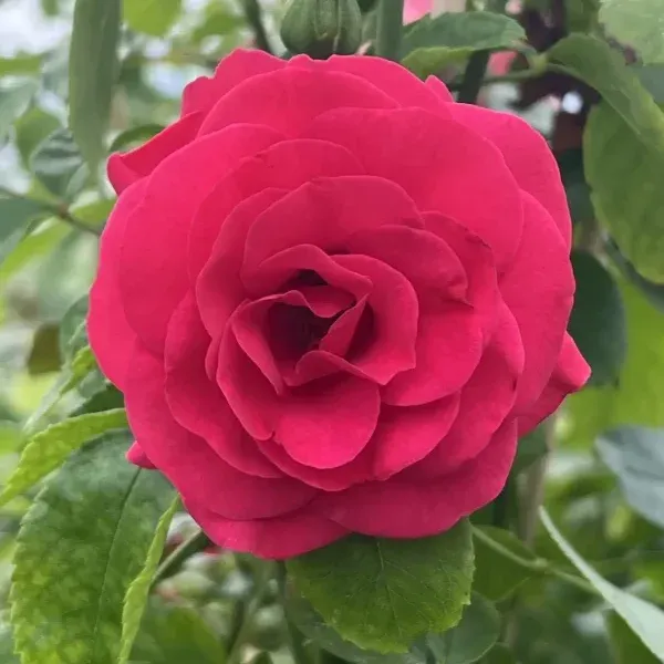 Elveshorn — 2. foto