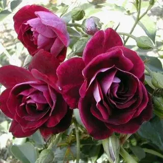 Burgundy Ice