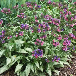 Lakacis - Pulmonaria 'Silver Bouquet'