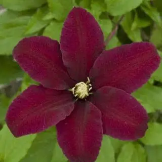 Niobe