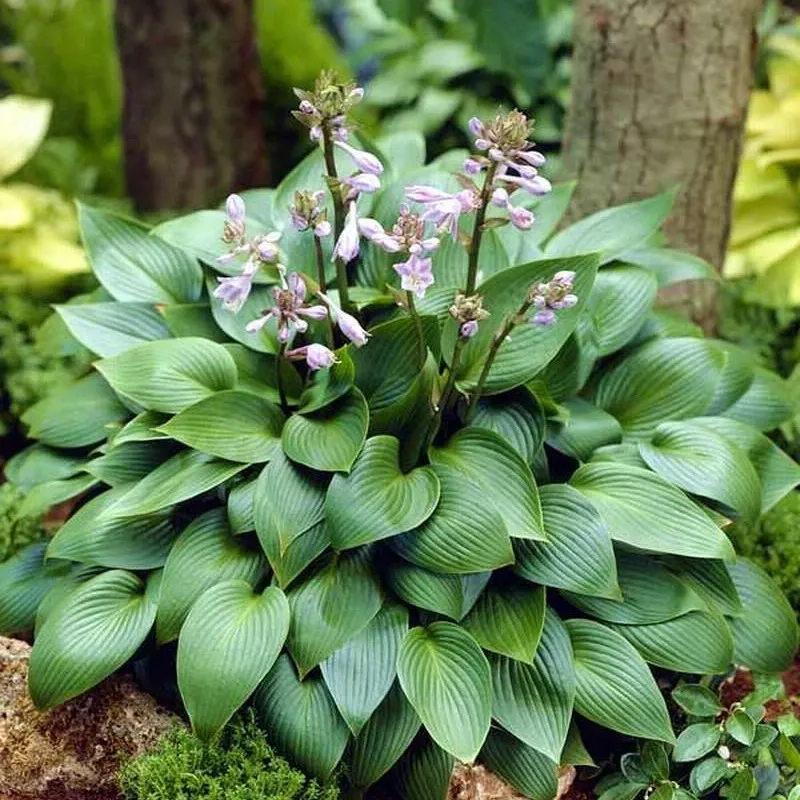 Hosta Devon Green