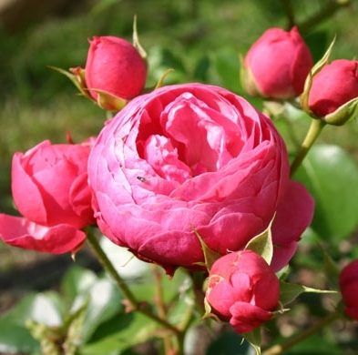 Pomponella