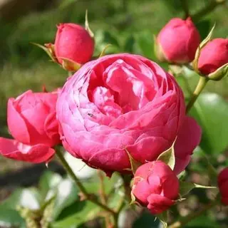 Pomponella