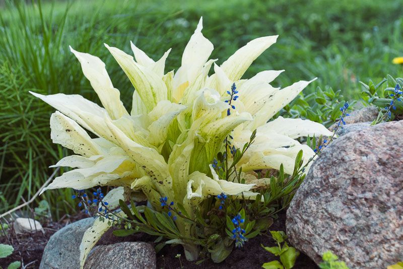 Hosta White Feather