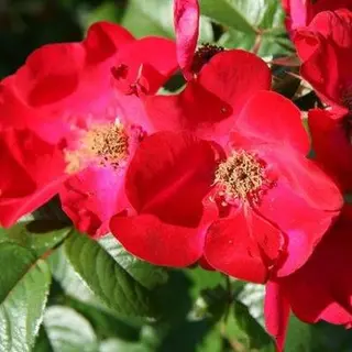 Robusta