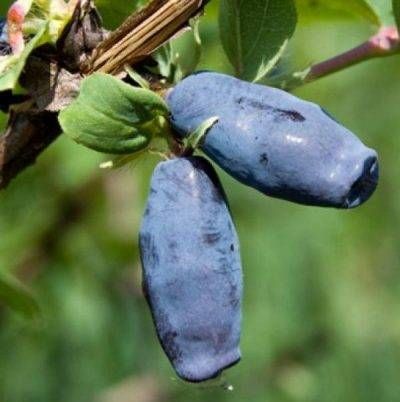 Kamčatkas (ēdamais) sausserdis "Doc Velikana"