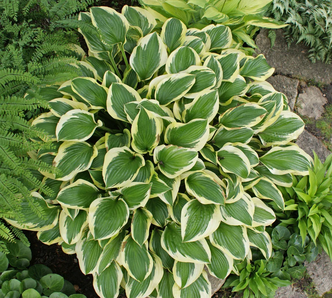 Hosta Queen Josephine
