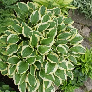 Hosta Queen Josephine