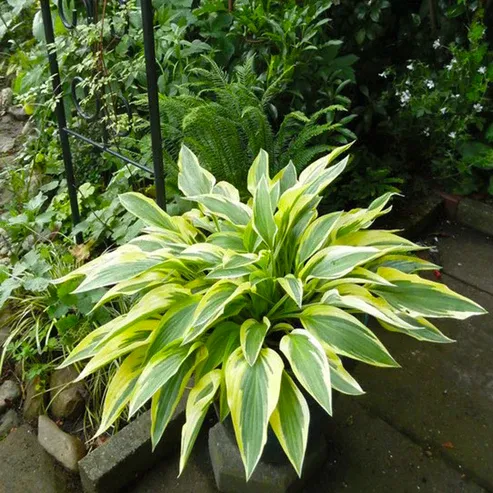 Hosta 'Lakeside Dragonfly'