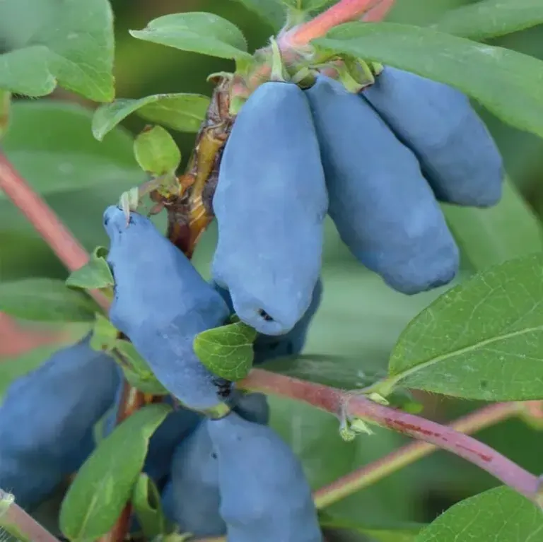 Kamčatkas (ēdamais) sausserdis "Krupnoplodnaja"