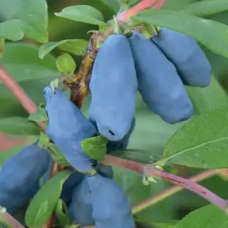 Kamčatkas (ēdamais) sausserdis "Krupnoplodnaja"