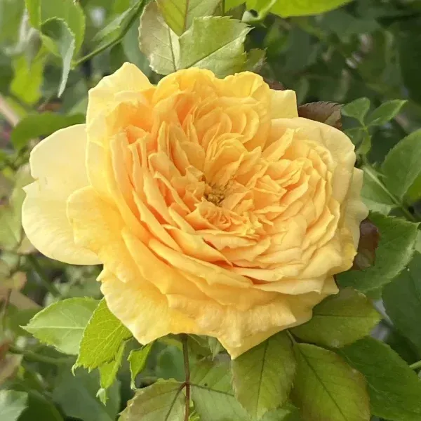 Golden Zest