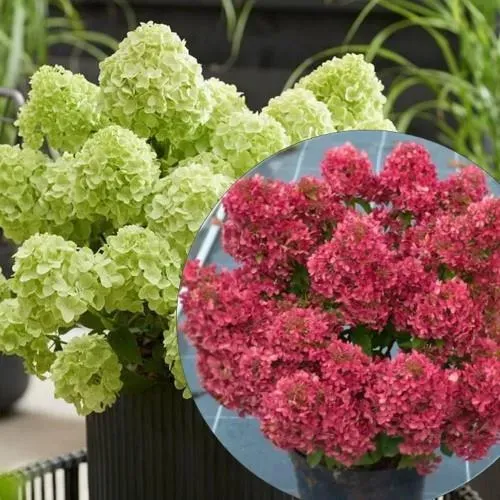 Petite Cherry Hydrangea paniculata