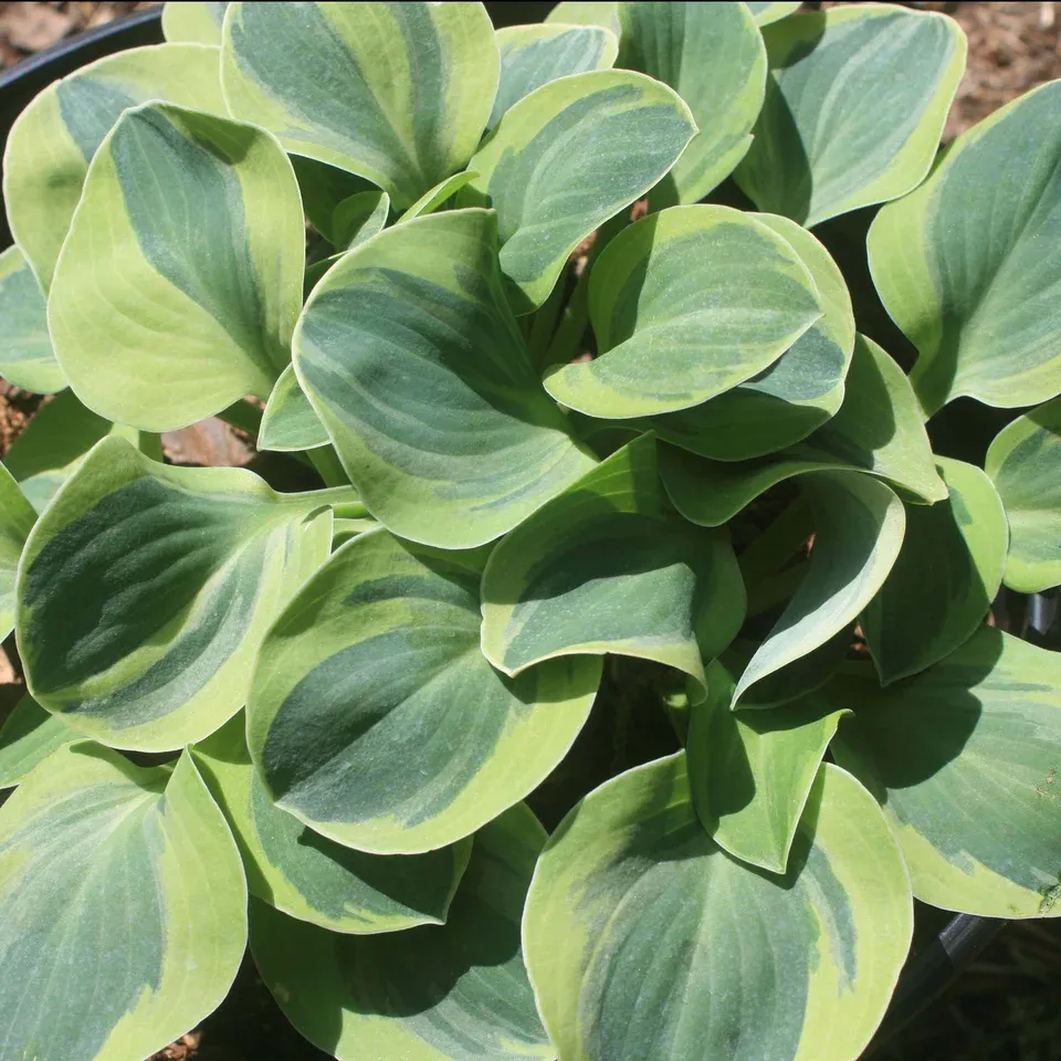 Hosta 'School Mouse'
