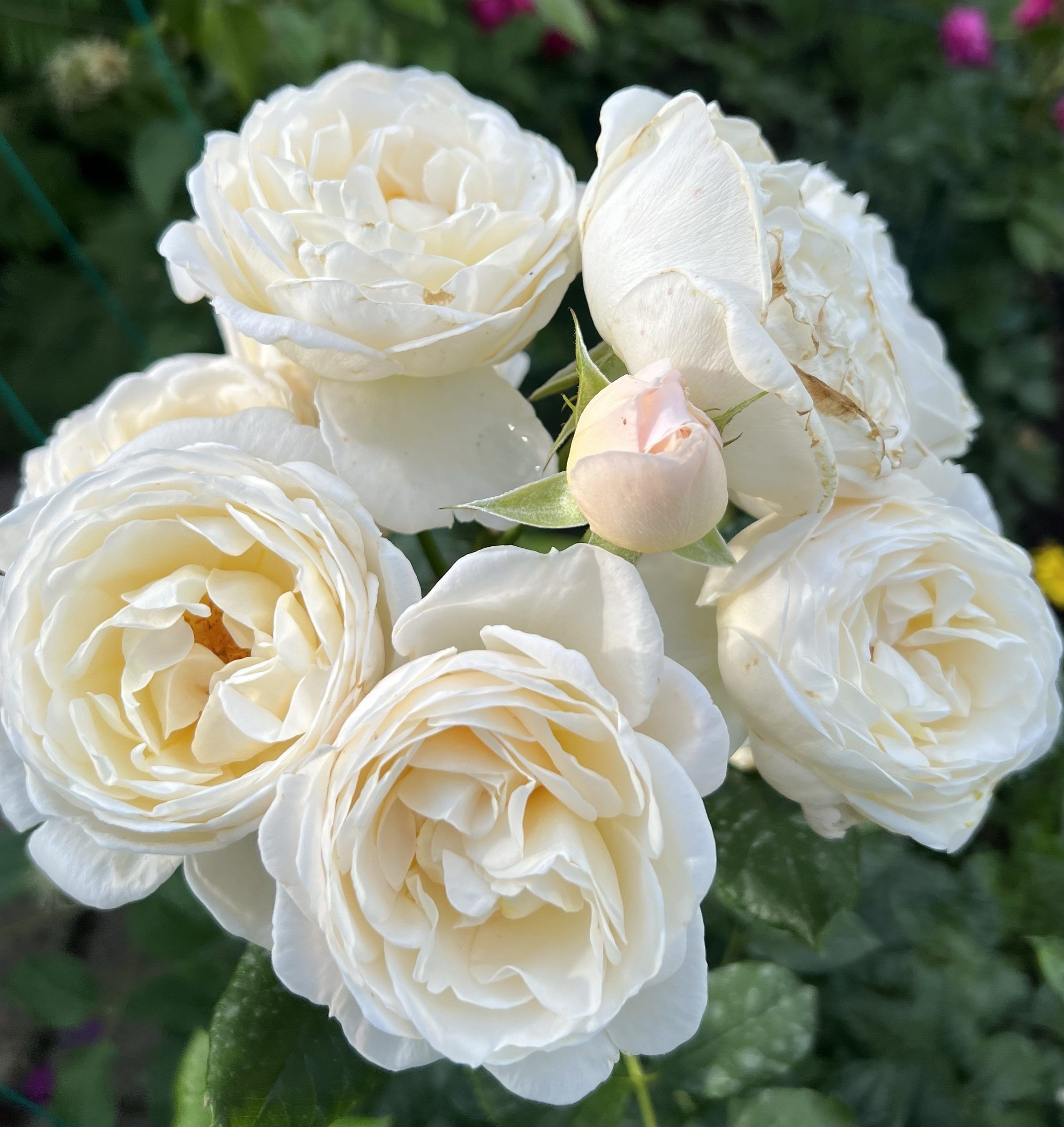 Uetersener Klosterrose