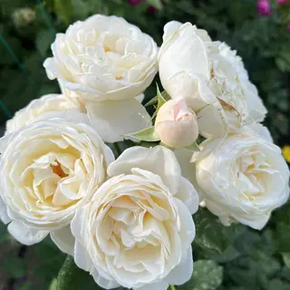 Uetersener Klosterrose
