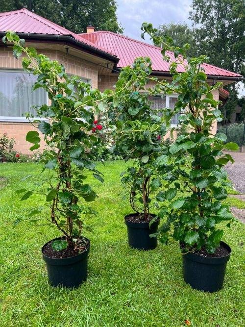 Vīteņhortenzija,C10-140/160cm, 60 euro uz vietas stādaudzētavā.