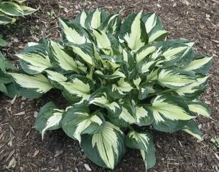 Hosta Colored Hulk