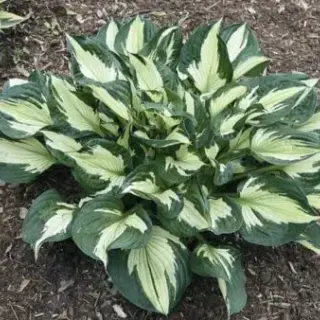 Hosta Colored Hulk