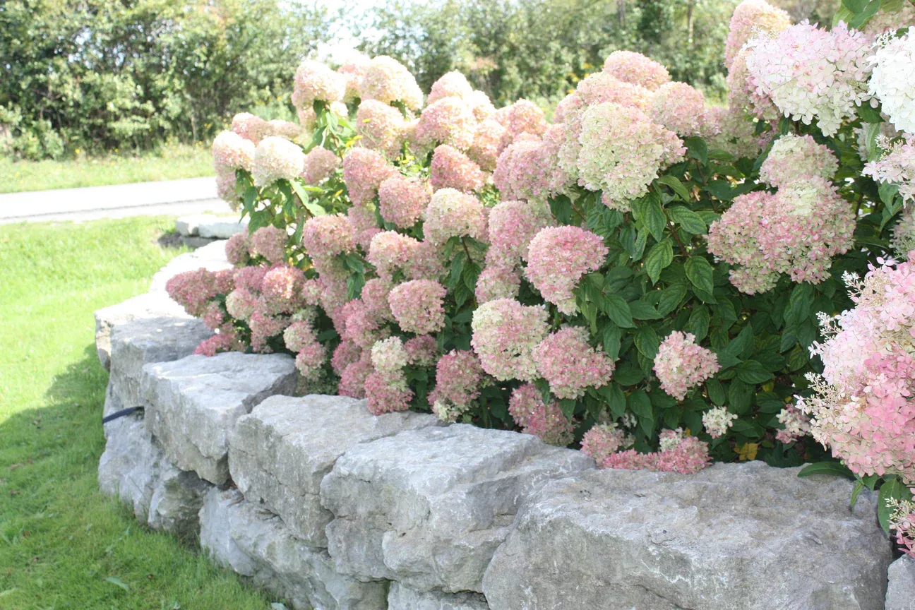 Living Little Lime Hydrangea paniculata — 2. fotogrāfija